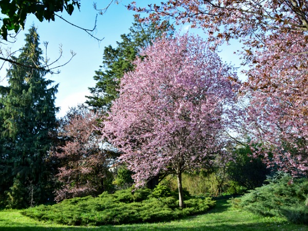 Budai Arborétum