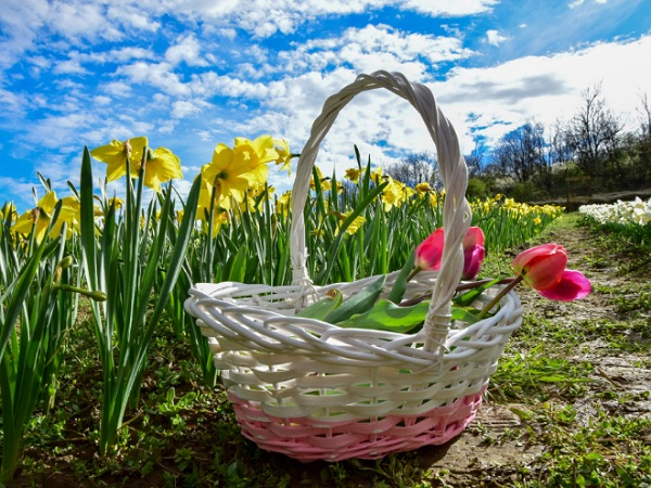 Tulipánok és nárciszok Kőröshegyen 
