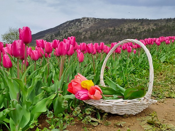 Tulipánok a Kevélyhegyi Levendulamezőn 