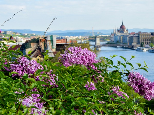 Virágzik az orgona a Gellért-hegyen