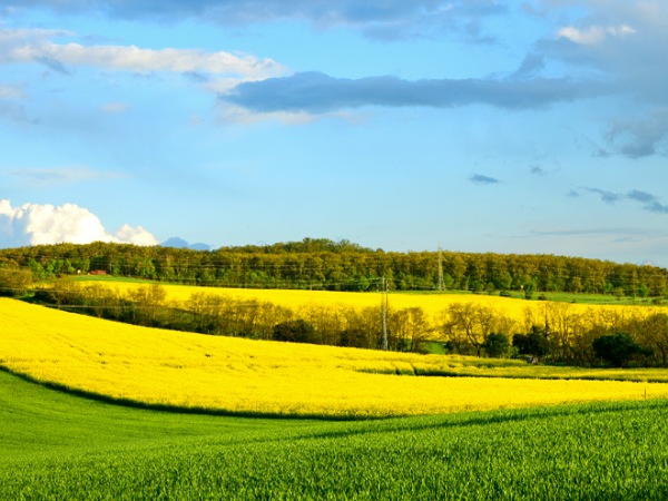 Repcemezők 