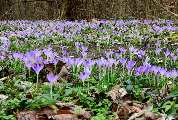 Lila virágmező Soroksáron 