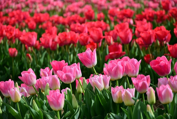Ha tavasz, akkor tulipán 