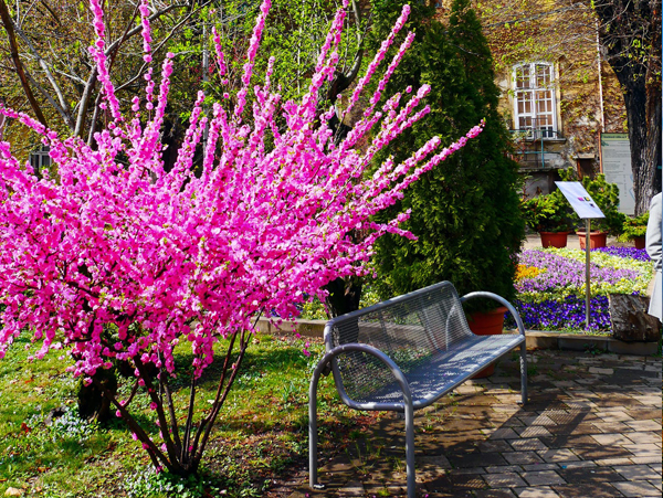 Sakura ünnep a Füvészkertben