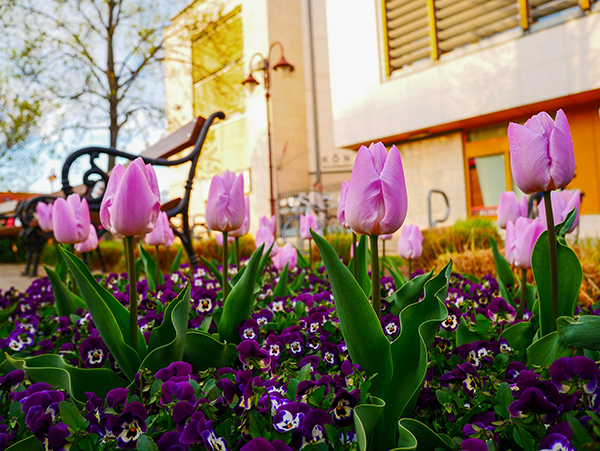 Színes tulipános hangulat Siófok főterén